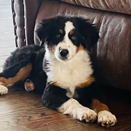 Dachshund, Miniature Australian Shepherd, and Shiba Inu Puppies from Elite Puppies of Oklahoma