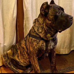 Hendryx - Cane Corso