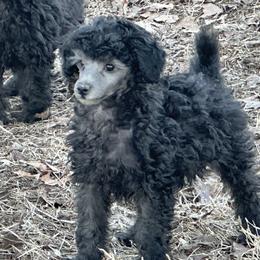 Charlie (green) - Silver male Poodle puppy in Cabool, Missouri from Rafter B Farms