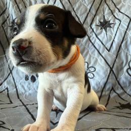 Copper - Black white and tan male Rat Terrier puppy in Molalla, Oregon from The Puppy Patch Rat Terriers