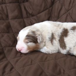 Australian Shepherd Puppies from NorthRidge Australian Shepherds
