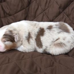 Australian Shepherd Puppies from NorthRidge Australian Shepherds