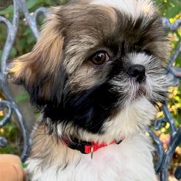 Tommy - Gold and white male Shih Tzu puppy in Hemet, California from Aloha Shih Tzu