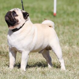 Pugs from Temple Gates Pugs