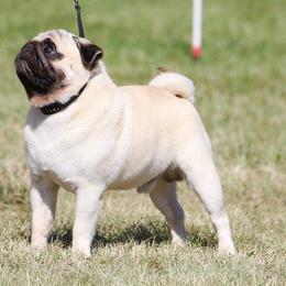 Pugs from Temple Gates Pugs