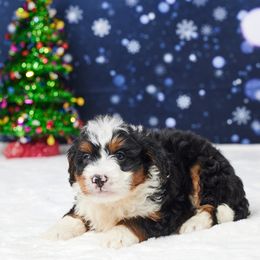 Cole - Tri-color male Bernedoodle puppy in Apple Creek, Ohio from Grandeur Valley Puppies