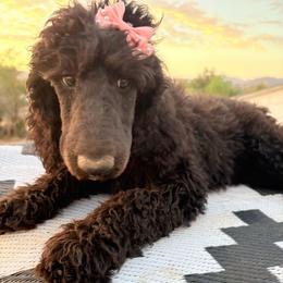 Hera - Gray female Poodle puppy in Meadowbrook, California from Standard Poodle Pups
