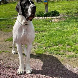 Slavi - Great Dane