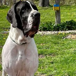 Slavi - Great Dane