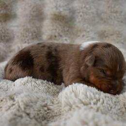 Hutch - Red merle male Australian Shepherd puppy in Wichita Falls, Texas from Spotted Mule Aussies
