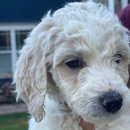 Max - Cream female Goldendoodle puppy in Rocky Point, North Carolina from CelticDoods