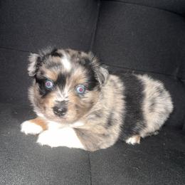 Chase - Blue merle male Miniature Australian Shepherd puppy in Liberty, Mississippi from Liberty Oaks Aussies and Dachshunds