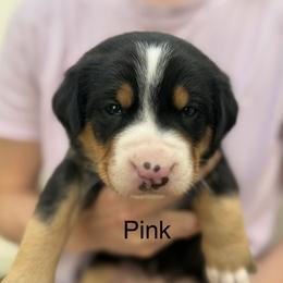 Pink girl - Black, white and red female Greater Swiss Mountain Dog puppy in Woodland, Washington from Woodland Swissie’s