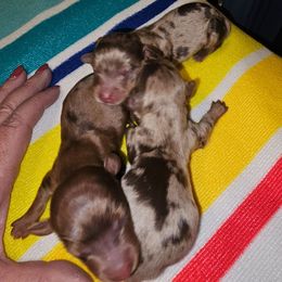 Sadie - Chocolate female Dachshund puppy in Strong, Arkansas from Dachshunds R Us