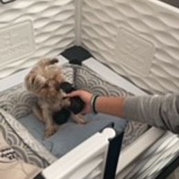 Yorkshire Terriers from Rio Grande Yorkies