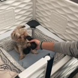 Yorkshire Terriers from Rio Grande Yorkies