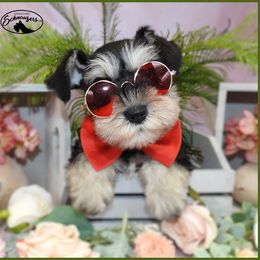AKC 25017 - Black and silver male Miniature Schnauzer puppy in Mount Airy, Georgia from Miniature Schnauzers GA, LLC