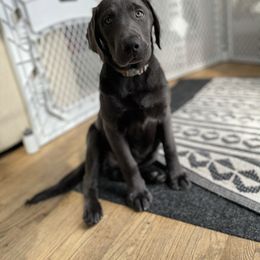 Dilute Retriever Puppies from South Shore Labradors