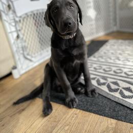 Dilute Retriever Puppies from South Shore Labradors