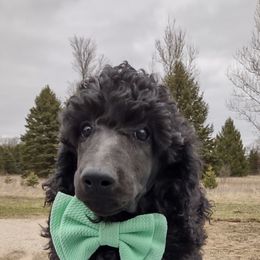 Green - Poodle puppy in Paris, Michigan from Meeker's Ridge