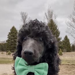 Green - Poodle puppy in Paris, Michigan from Meeker's Ridge