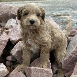 Marlin - Caramel red male Australian Labradoodle puppy in Calhoun, Louisiana from Arrowhead Australian Labradoodles