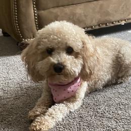 Penny - Cavapoo