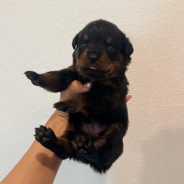 Figaro - Black and mahogany male Rottweiler puppy in Parker, Colorado from Denver Rotties