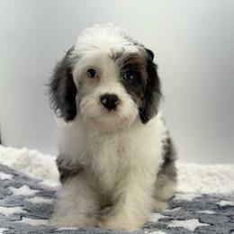Blitzen - Merle male Cavapoo puppy in Melissa, Texas from Southern Love Cavapoos & Maltipoos