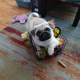 Pug Puppies from Pickwick Pugs