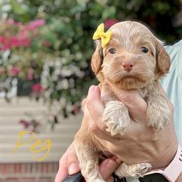 Peg - Buff female Cockapoo puppy in Mocksville, North Carolina from Little Bear Doodles