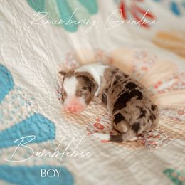 Bumblebee - Brown merle male Aussiedoodle puppy in Inman, South Carolina from Dark Corner Doodles