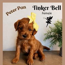 Tinker Bell - Red  female Goldendoodle puppy in Hilton, New York from The House of Goldendoodle