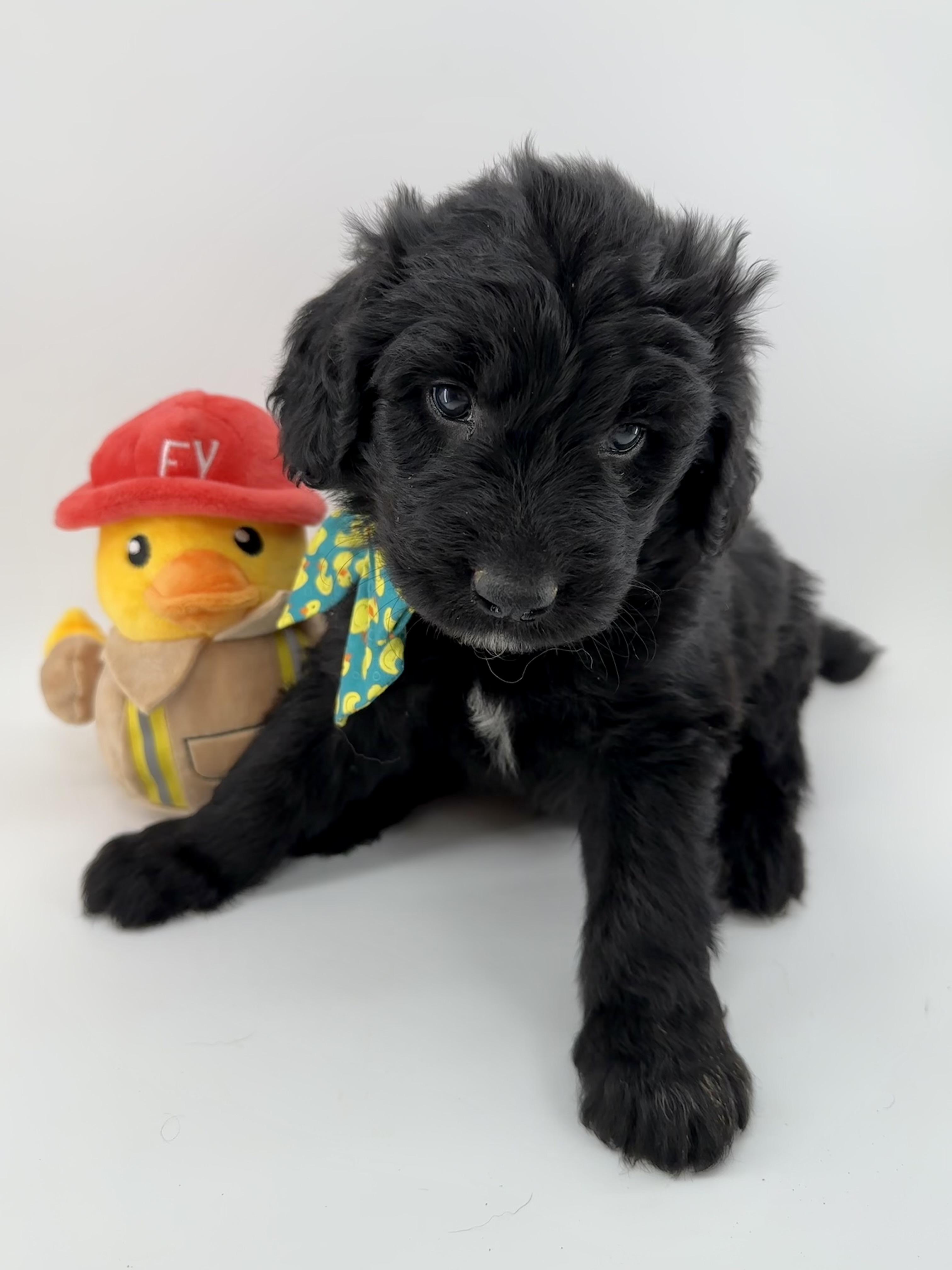 Sweet Creek Pups in Ohio | Newfoundland, Sheepadoodle or Newfypoo
