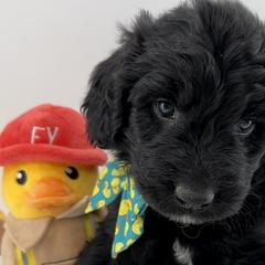 Newfoundlands, Newfypoos, and Sheepadoodles from Sweet Creek Pups