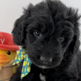 Newfoundlands, Newfypoos, and Sheepadoodles from Sweet Creek Pups