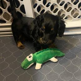 NICKI AKC REGISTERED MALE - Black and tan male Dachshund puppy in Elizabethtown, Kentucky from Teeny Tiny Puppy Tails