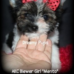 AKC Biewer Girl Mento - Black tan and white female Biewer Terrier puppy in Kennesaw, Georgia from Dreamy Pups
