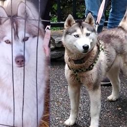 Siberian Husky puppies from Yuki Ookami Show Kennel
