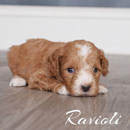 Ravioli (Blue Collar) - Red  male Goldendoodle puppy in Guthrie, Oklahoma from Edmond Doodles, LLC
