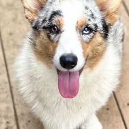 Cardigan Welsh Corgis and Pembroke Welsh Corgis from Dinger’s Dogs