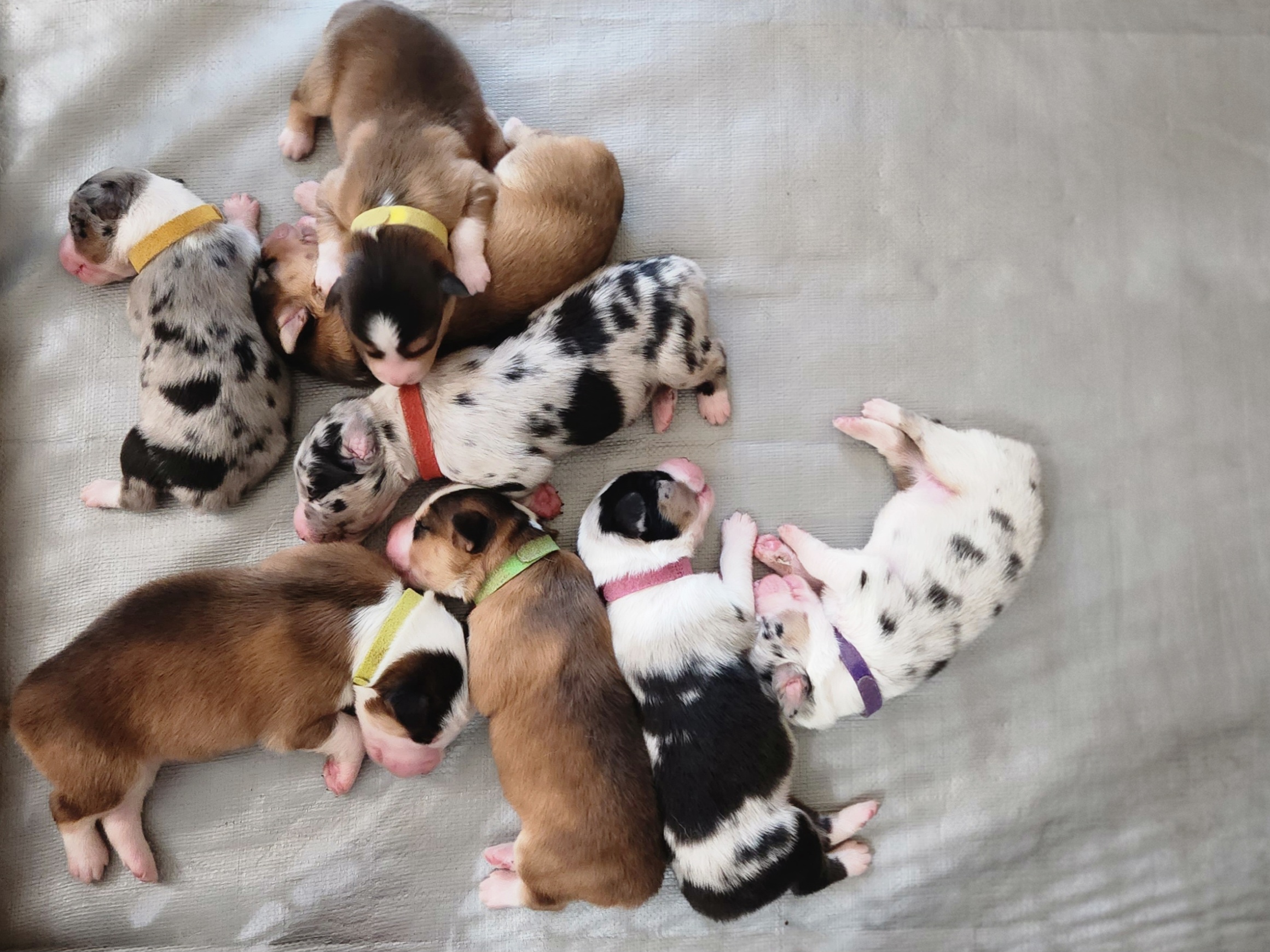 Australian Shepherd Puppies from Aus Cal (Aussies of SoCal)