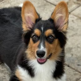 Birdie - Black and tan female American Corgi puppy in Dade City, Florida from Red White & Bluie Corgi