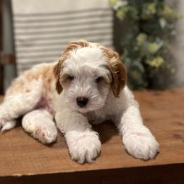 Zeffy - White male Cavapoo puppy in Englewood, Ohio from Hart’s Cavapoos
