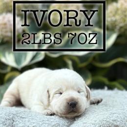 Ivory - Yellow female Labrador Retriever puppy in Puyallup, Washington from 12 Door Farm Labradors