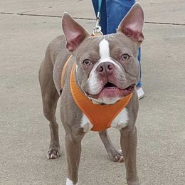 French Bulldogs from MEL Puppies