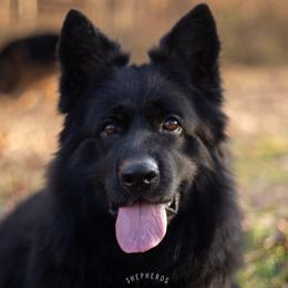 Australian Shepherds and German Shepherds from Dry Creek Puppies, LLC