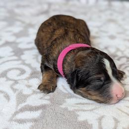 Pink - Tri-color female Bernedoodle puppy in Connecticut from Valley View Doodles