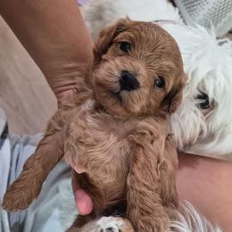 Teri - Red male Maltipoo puppy in Corona, California from Poodle house CA