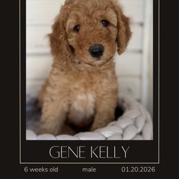 Gene Kelly - Apricot male Goldendoodle puppy in San Jose, California from Red White and Doodle